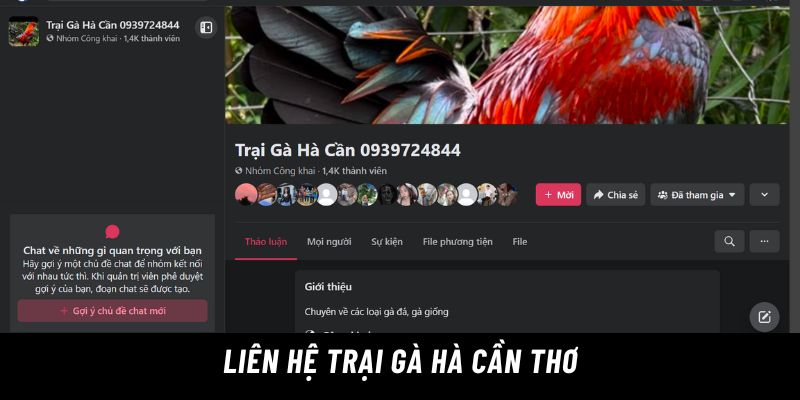 trại gà hà cần thơ