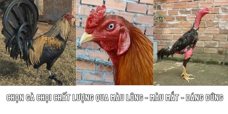 Các Giống Gà Chọi Nổi Tiếng