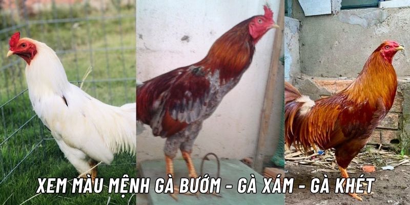 cách xem màu mạng gà đá