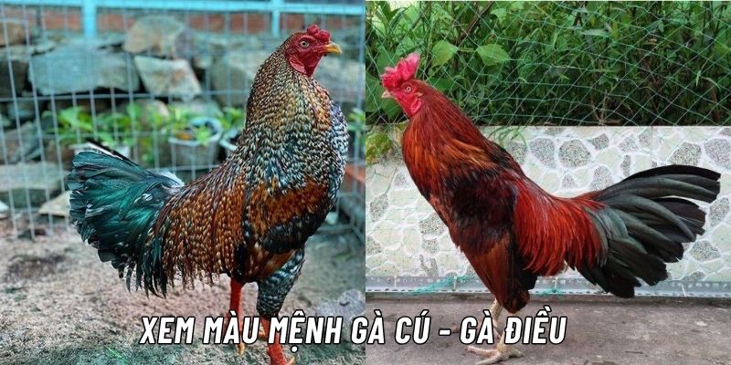 cách xem màu mạng gà đá