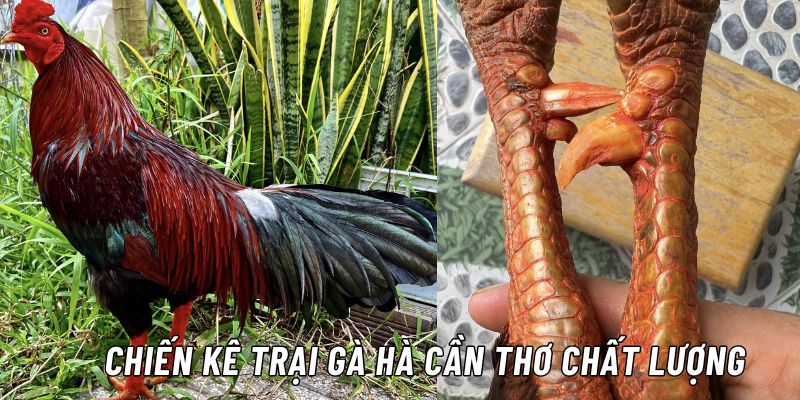 trại gà hà cần thơ