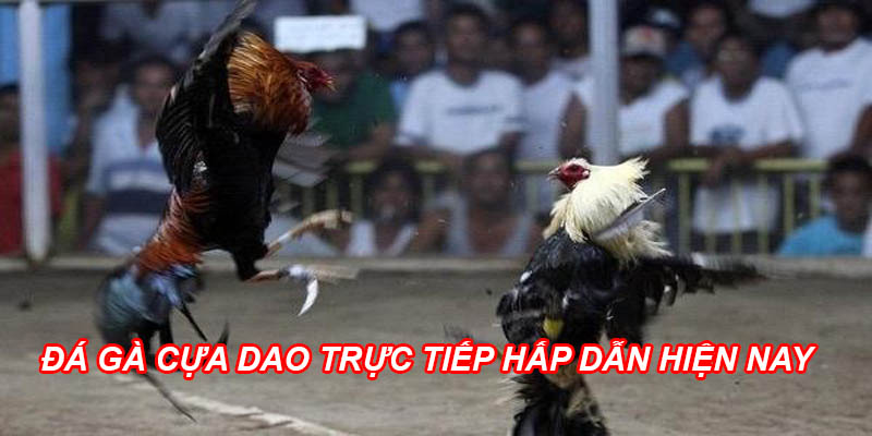 đá gà cựa dao