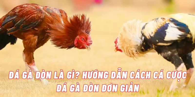 đá gà đòn