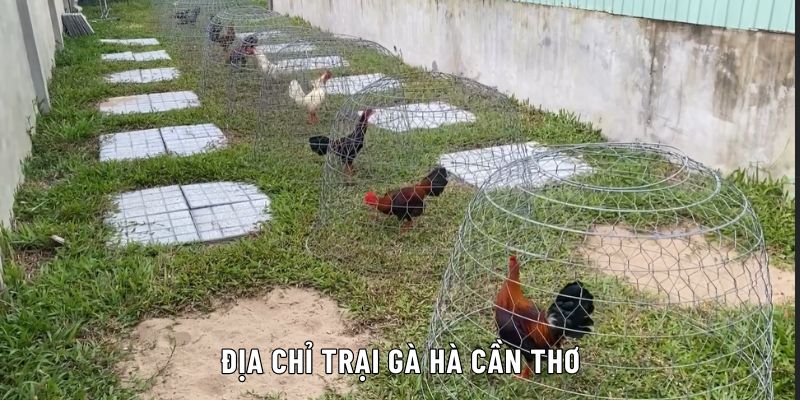 trại gà hà cần thơ