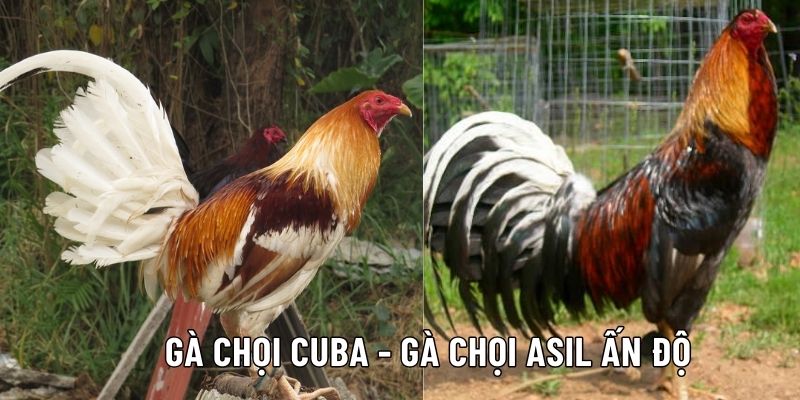 Các Giống Gà Chọi Nổi Tiếng