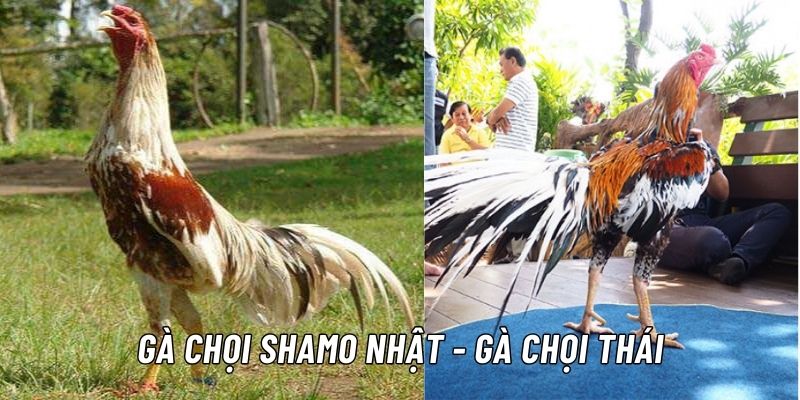 Các Giống Gà Chọi Nổi Tiếng