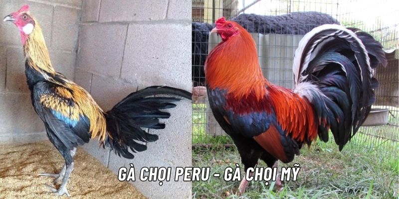 Các Giống Gà Chọi Nổi Tiếng