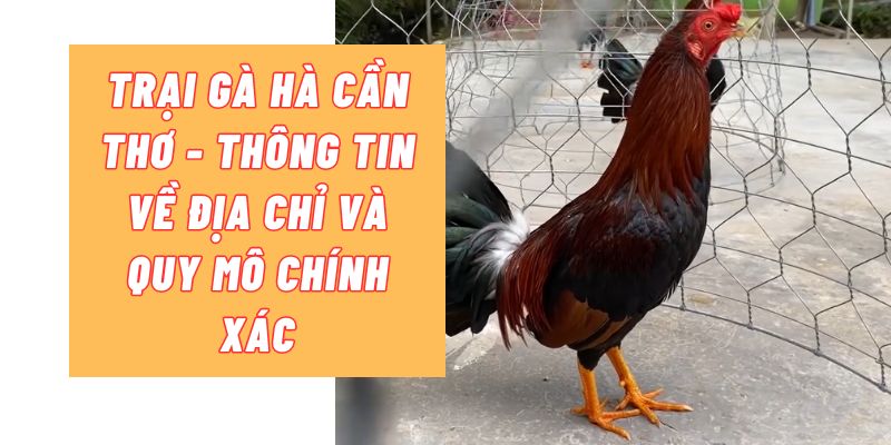 trại gà hà cần thơ