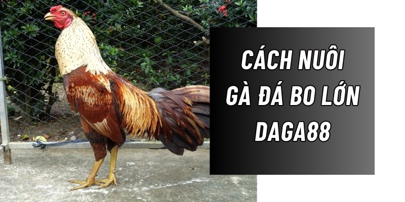 cách nuôi gà đá bo lớn