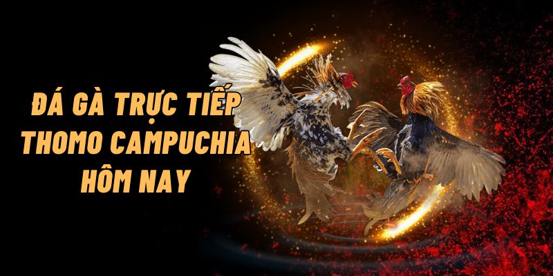 đá gà trực tiếp