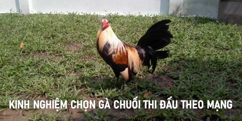 gà chuối