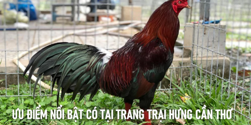 hưng cần thơ