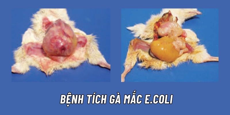 Bệnh E.Coli ở gà