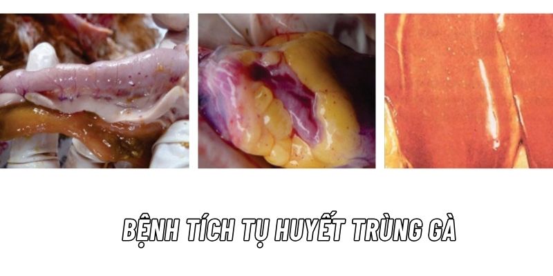 Bệnh tụ huyết trùng ở gà