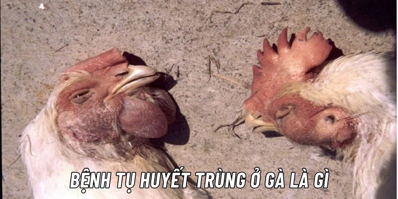 Bệnh tụ huyết trùng ở gà