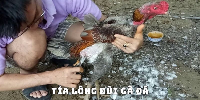 Cách cắt lông gà chọi