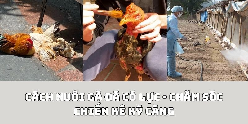 cách nuôi gà đá có lực