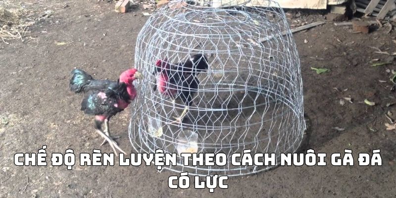 cách nuôi gà đá có lực