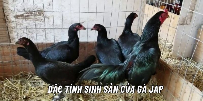 gà jap