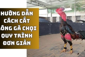 Cách cắt lông gà chọi