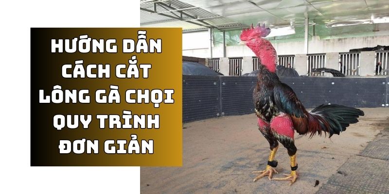 Cách cắt lông gà chọi