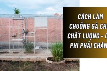 cách làm chuồng gà chọi