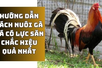 cách nuôi gà đá có lực