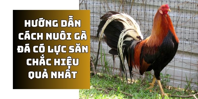 cách nuôi gà đá có lực