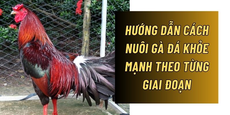 Cách nuôi gà đá khỏe mạnh