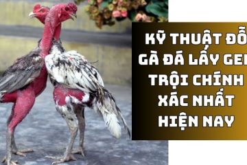 kỹ thuật đỗ gà đá