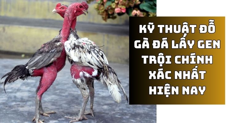 kỹ thuật đỗ gà đá