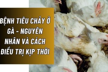 Bệnh tiêu chảy ở gà