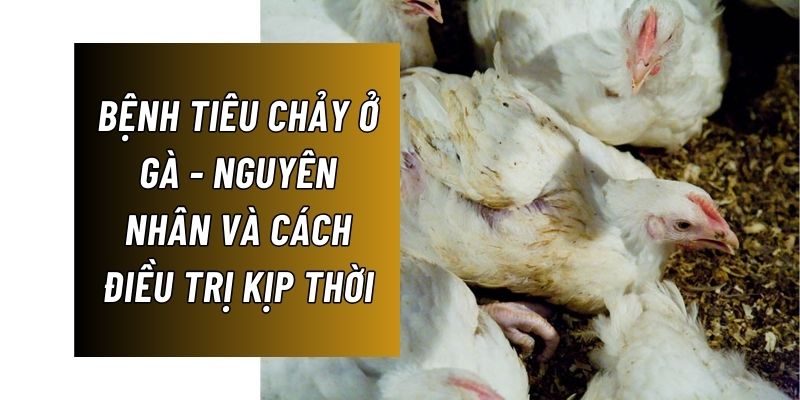 Bệnh tiêu chảy ở gà