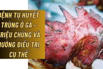 Bệnh tụ huyết trùng ở gà