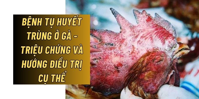 Bệnh tụ huyết trùng ở gà