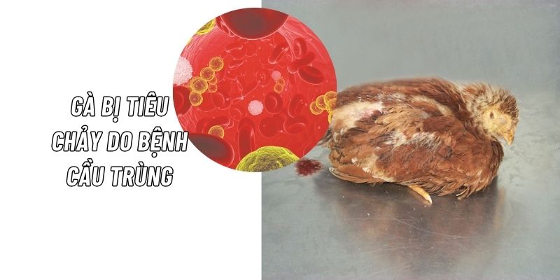 Bệnh tiêu chảy ở gà