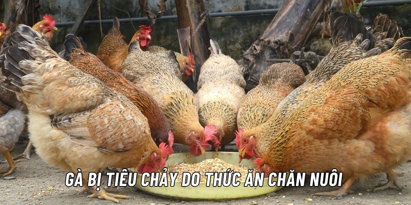 Bệnh tiêu chảy ở gà