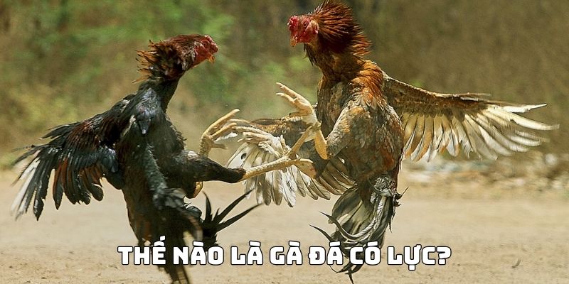 cách nuôi gà đá có lực