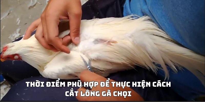 Cách cắt lông gà chọi