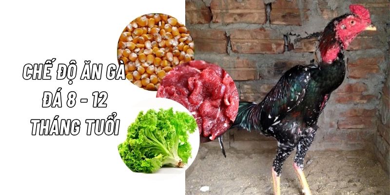 Cách nuôi gà đá khỏe mạnh