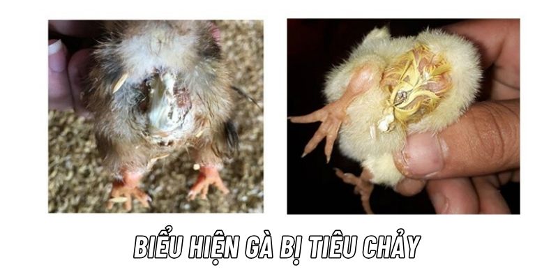 Bệnh tiêu chảy ở gà