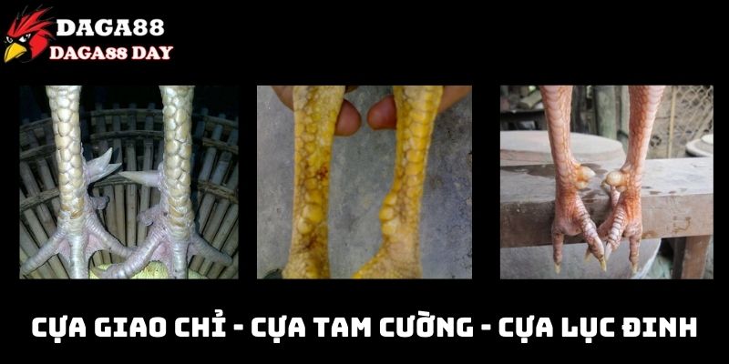 Các loại cựa gà đá