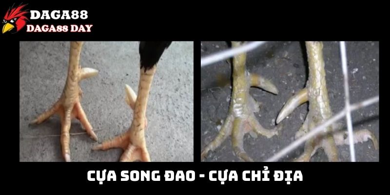 Các loại cựa gà đá