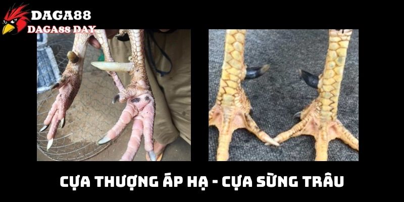 Các loại cựa gà đá