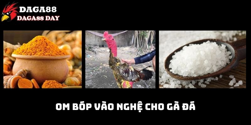 cách chăm gà chọi chuẩn