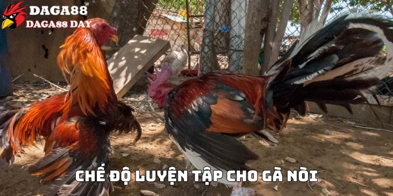 cách nuôi gà nòi chuẩn