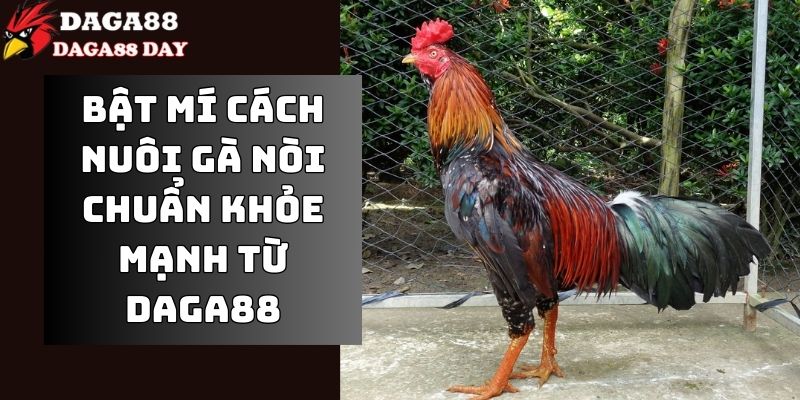 cách nuôi gà nòi chuẩn