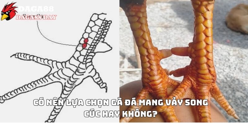 vảy gà song cúc