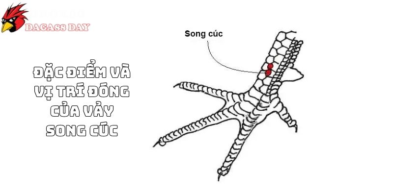 vảy gà song cúc