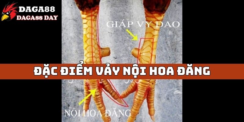 Vảy nội hoa đăng